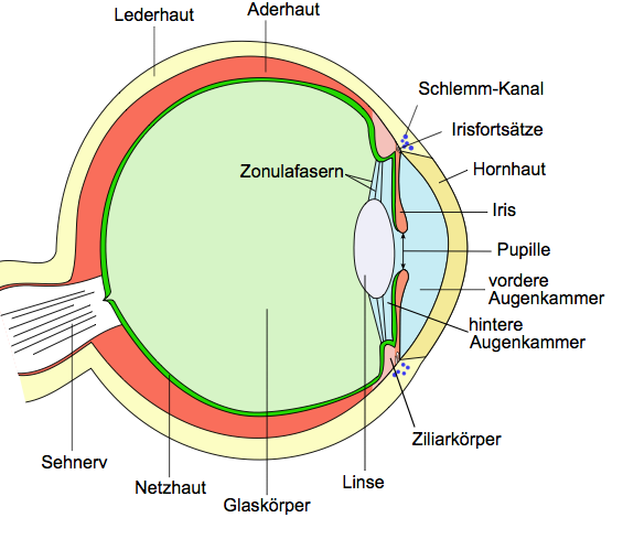 Aufbau des Wirbeltierauges (Linsenauge). Quelle Abbildung: Wikipedia GNU-Freigab.