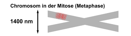 Schema eines Metaphasenchromosoms