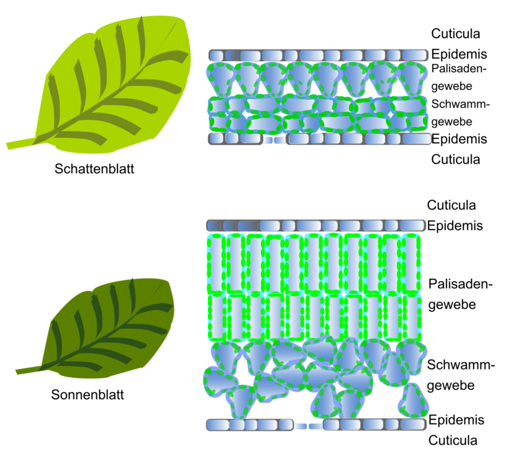 Schematischer Aufbau von Sonnen- und Schattenblatt einer Buche.