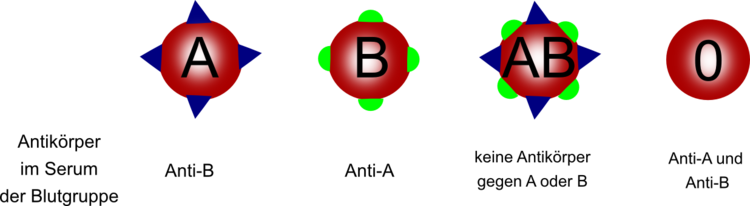 AntikÃƒÂ¶rper auf der OberflÃƒÂ¤che der roten BlutkÃƒÂ¶rperchen. Die falsche Blutkombination fÃƒÂ¼hrt zur Verklumpung!