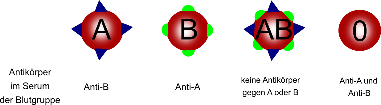 Blutgruppenvererbung Blutgruppen Vererbung