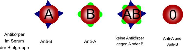 Abbildung 1: AntikÃ¶rper auf der OberflÃ¤che der roten BlutkÃ¶rperchen. Die falsche Blutkombination fÃ¼hrt zur Verklumpung!
