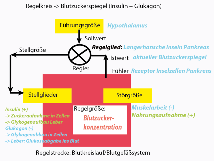 Die Blutzuckerkonzentration ist von den Gegenspieler-Hormone Insulin und Glukagon abhängig.