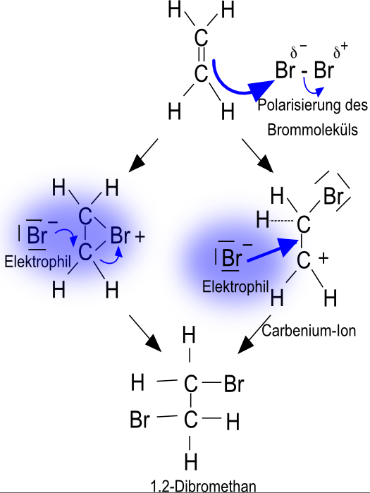 Elektrophile Addition von Brom an die Doppelbindung eines Alkens.