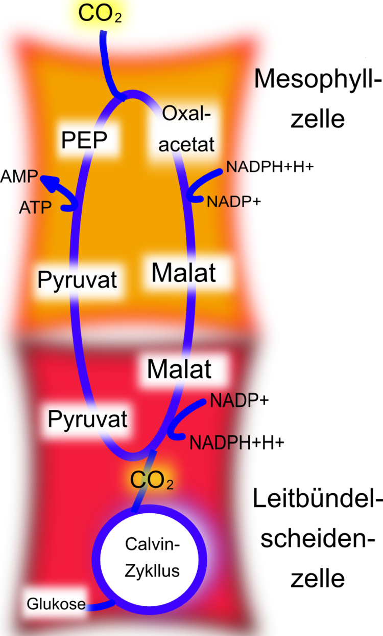 C4-Pflanze: rÃ¤umliche Trennung der Kohlenstoffdioxid-Fixierung vom Ort des Calvin-Zyklus