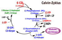 C Korper Schema Des Calvin Zyklus Stoffwechsel