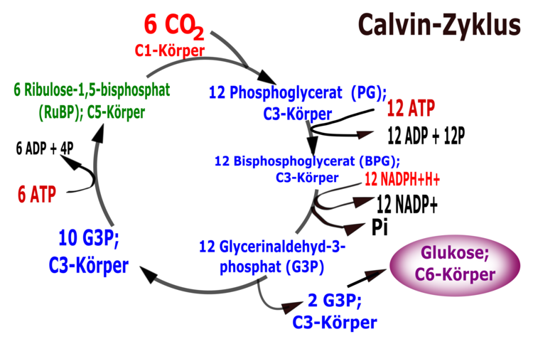 Calvin-Zyklus im C-KÃƒÂ¶rperschema.  In der gezeigten Abbildung sind die Komponenten des Calvin-Zyklus auf den Eintrag von 6 Mol Kohlenstoffdioxid ausgelegt, sodass rechnerisch direkt ein Mol Glukose entstehen kann und wiederum 6 Mol AkzeptormolekÃƒÂ¼le in Form von Ribulose-1,5-bisphosphat zur VerfÃƒÂ¼gung stehen.