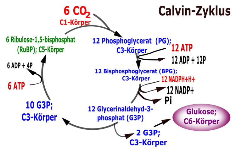 Calvin-Zyklus im C-Körperschema. Siehe auch Dunkelreaktion in Stichpunkten. Die Kompontenen des Calvin-Zyklus sind auf den Eintrag von 6 Mol Kohlenstoffdioxid ausgelegt, so dass direkt ein Mol Glukose entstehen kann und wiederum 6 Mol Akzeptormoleküle in Form von Ribulose-1,5-bisphosphat zur Verfügung stehen.