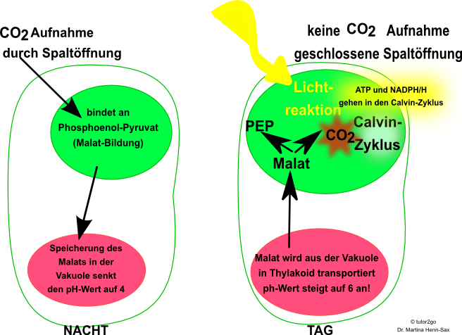 CAM-Pflanzen: CO2-Fixierung im Schichtbetrieb