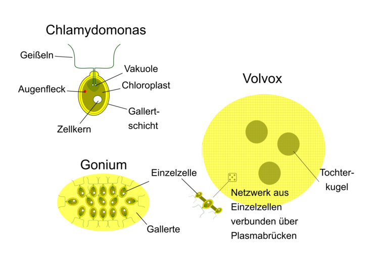 Vom Einzeller zum Vielzeller. Ausgeehend von der einzelligen Grünalge Chlamydomonas kann eine Entwicklung zum Vielzeller beobachtet werden. Gonium bildet eine lockere Zusammenlagerung von einzelnen Zellen, die von einer gemeinsamen Gallerte umgeben sind. Volvox hingegen ist ein geordetes Konstrukt aus Einzelzellen, die alle über Plasmabrücken miteinander verbunden sind. In Volvox zeigt sich ebenso eine Differenzierung der Zellen aus. Neben den normalen ?Körperzellen? gibt es hier bereits ?Keimzellen?, welche für die Ausbildung der Tochterkugeln verantwortlich sind. Der Preis für die Vielzelligkeit scheint die Sterblichkeit der Volvox-Körperzellen!