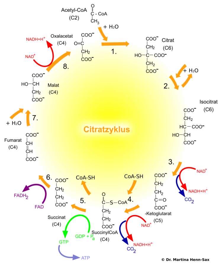 Die wichtigsten VorgÃ¤nge im Citratzyklus.