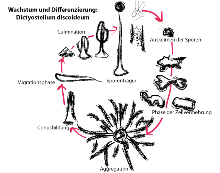 Dictyostelium-Zellen lagern sich bei Nahrungsmangel zusammen und Ã¼berdauern die Notsituation als Sporen. Hierbei kommt es zur Differenzierung in spezifische Zellen. Abbildung nach G. Gerisch, MPI Martinsried.