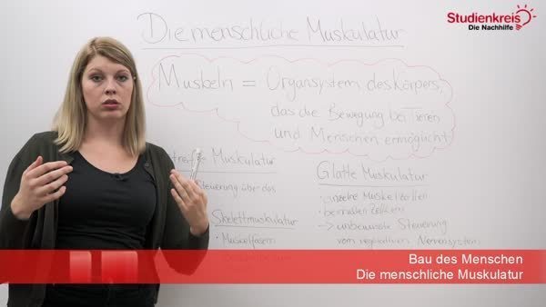 Die Menschliche Muskulatur Abitur Vorbereitung