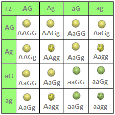 Dihybrider Erbgang-Verteilung F2-Generation dihybrid-erbgang-mendel-unabhängigkeitsregel