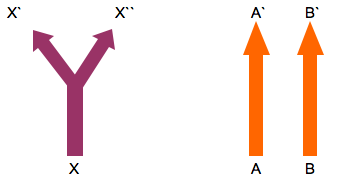 Unter Analogie fallen Strukturen mit ähnlicher Funktion, die jedoch auf unterschiedlichen Bauplänen basieren und von unterschiedlichen Genen codiert sind (Bsp.: Flügel beim Flugsaurier, Flügel?hand? bei der Fledermaus; Grabbein beim Maulwurf, Grabbein bei der Maulwurfsgrille).  Keine Verwandtschaft ? gleiche Funktion, aber völlig anderer Bauplan! Exemplarisch lässt sich eine Analogie zwischen Kartoffeln und Dahlien bzgl. ihrer Speicherorgane anführen. In beiden Fällen handelt es sich dabei um eine Knollenstruktur, wobei die Kartoffel diese aus ihrem Spross bildet, während sie bei der Dahlie aus Wurzelgewebe aufgebaut wird. Die Aufgabe der Knollen ist jedoch identisch: Speicherung von Reservestoffen! ? Konvergenz: Analoge Organe werden einander unter vergleichbarem Selektionsdruck im Aufbau sehr ähnlich.