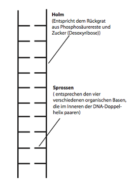 Leitermodell der DNA. Holme entsprechen dem DNA-RÃƒÂ¼ckgrat aus PhosphosÃƒÂ¤urerest und Zucker, die Sprossen entsprechen den komplementÃƒÂ¤ren Basen.
