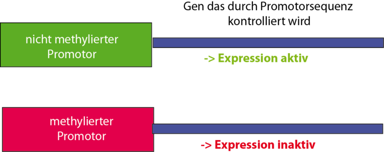 Methylierung und ihre Auswirkung auf DNA bzw. Genexpression. Methylierte Promotorbereiche fÃ¼hren zur Inaktivierung der Genexpression