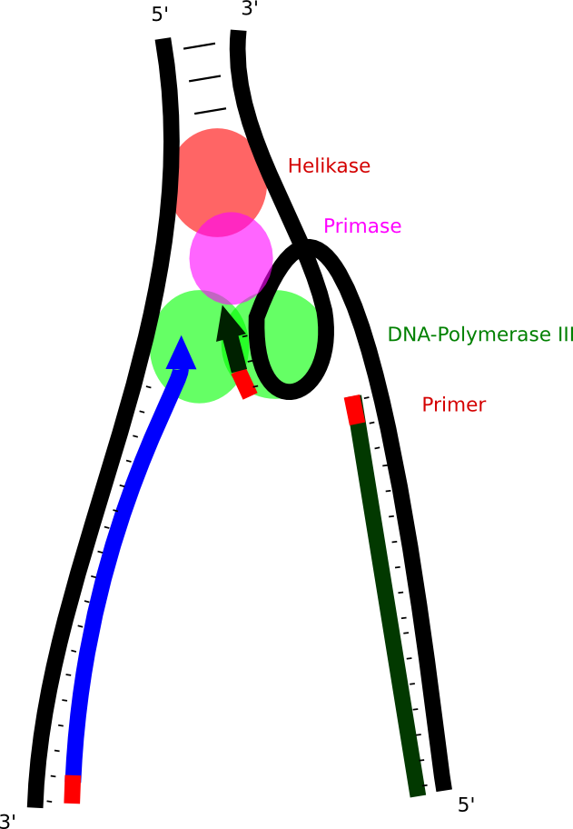 DNA-Polymerase III hat alternative MÃƒÂ¶glichkeiten des Nukleotideinbaus