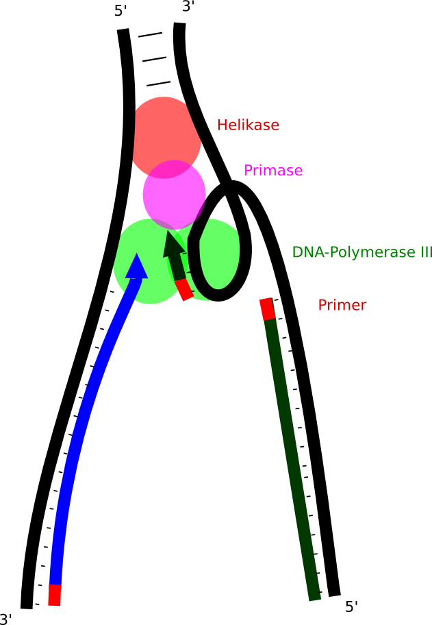Skizze der DNA-Polymerase. Das Enzym legt den DNA-Folgestrang in eine Schlaufe. Dies ermÃƒÂ¶glicht ihr die Replikationsrichtung in eine Gesamtrichtung fortzufÃƒÂ¼hren, obwohl die beiden DNA-StrÃƒÂ¤nge antiparallel verlaufen. Auf dem Folgestrang entstehen dabei die Okazaki-Fragmente.