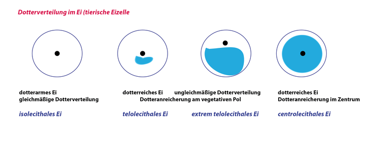 Dotterverteilung