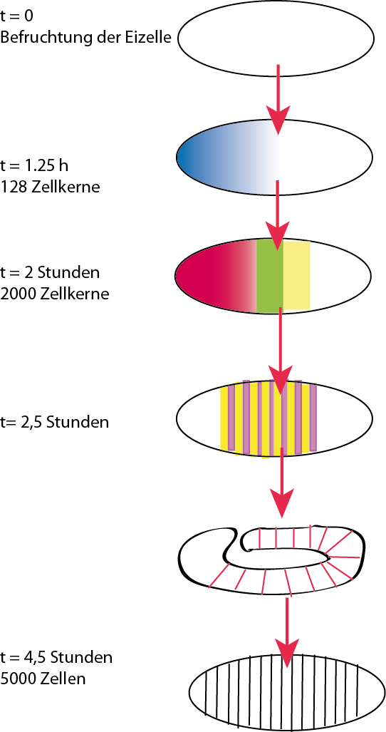 Die Entwicklung der späteren Fliege beginnt bereits im Ei. Hier wird die Segentierung durch unterschiedliche Genexpression festgelegt: So wird am vorderen Eipol ein Konzentrationsgradient erzeugt, indem das Gen bcd erzeugt wird. Das Protein BCD aktiviert wiederum die Expression der gap-Gene hb und kni werden aktiviert. Weiter werden der Körper durch die pair-rule-Gene (hier eve und ftz) unterteilt. Abschließende werden die Hox-Gene und Segmentpolaritätsgene aktiviert. Die Festlegung der Segmente erfolgt. Die Entwicklung der späteren Fliege beginnt bereits im Ei. Hier wird die Segentierung durch unterschiedliche Genexpression festgelegt: So wird am vorderen Eipol ein Konzentrationsgradient erzeugt, indem das Gen bcd erzeugt wird. Das Protein BCD aktiviert wiederum die Expression der gap-Gene hb und kni werden aktiviert. Weiter werden der Körper durch die pair-rule-Gene (hier eve und ftz) unterteilt. Abschließende werden die Hox-Gene und Segmentpolaritätsgene aktiviert. Die Festlegung der Segmente erfolgt.
