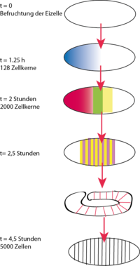 Die Entwicklung der sp�teren Fliege beginnt bereits im Ei. Hier wird die Segmentierung durch unterschiedliche Genexpression festgelegt: So wird am vorderen Eipol ein Konzentrationsgradient erzeugt, indem das Gen bcd aktiviert wird. Das Protein BCD aktiviert wiederum die Expression der gap-Gene, hb und kni werden aktiviert. Au�erdem wird der K�rper durch die Pair-rule-Gene (hier eve und ftz) unterteilt. Abschlie�ende werden die Hox-Gene und Segmentpolarit�tsgene aktiviert. Die Festlegung der Segmente erfolgt.