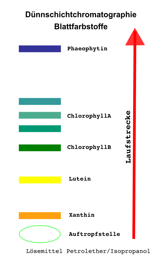 Dünnschicht-Chromatografie eines Blattextraktes.
