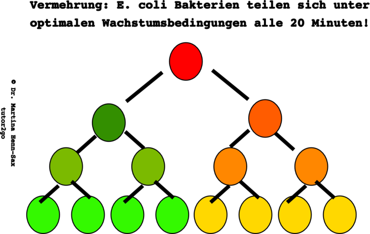 E. coli Bakterien teilen sich optimalerweise alle 20 Minuten.