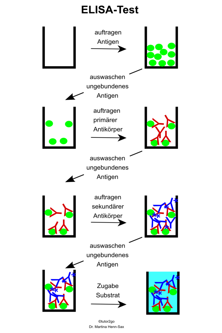 Übersicht ELISA-Assay: Antigen wird an die Kunststoffmatrix der Well-Platten gebunden. Überschüssiges Protein wird durch Waschen entfernt. Primäre Antikörperlösung wird auf die Antigenprobe aufgebracht, nach kurzer Inkubation wird auch hier der Überschuss abgewaschen. Sekundärer Antikörper kann an primären Antikörper binden, abwaschen des Überschusses erfolgt ebenfalls nach kurzer Inkubationszeit. Der an ein Enzym gekoppelte sekundäre Antikörper dient zur Sichtbarmachung positiver Proben. Wird das Substrat zugegeben, so kann das gekoppelte Enzym nun das Substrat umsetzten. Ein Farbsignal kann detektiert werden.