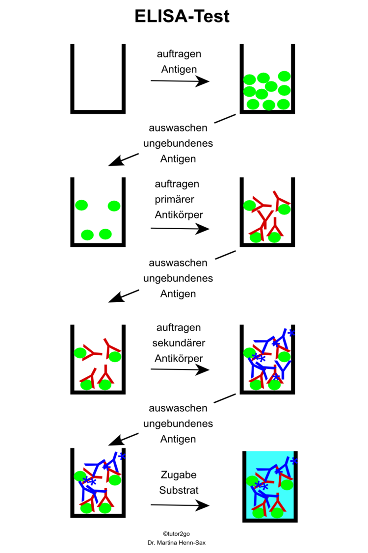 bersicht ELISA-Assay: Antigen wird an die Kunststoffmatrix der Well-Platten gebunden. berschssiges Protein wird durch Waschen entfernt. Primre Antikrperlsung wird auf die Antigenprobe aufgebracht, nach kurzer Inkubation wird auch hier der berschuss abgewaschen. Sekundrer Antikrper kann an primren Antikrper binden, abwaschen des berschusses erfolgt ebenfalls nach kurzer Inkubationszeit. Der an ein Enzym gekoppelte sekundre Antikrper dient zur Sichtbarmachung positiver Proben. Wird das Substrat zugegeben, so kann das gekoppelte Enzym nun das Substrat umsetzten. Ein Farbsignal kann detektiert werden.