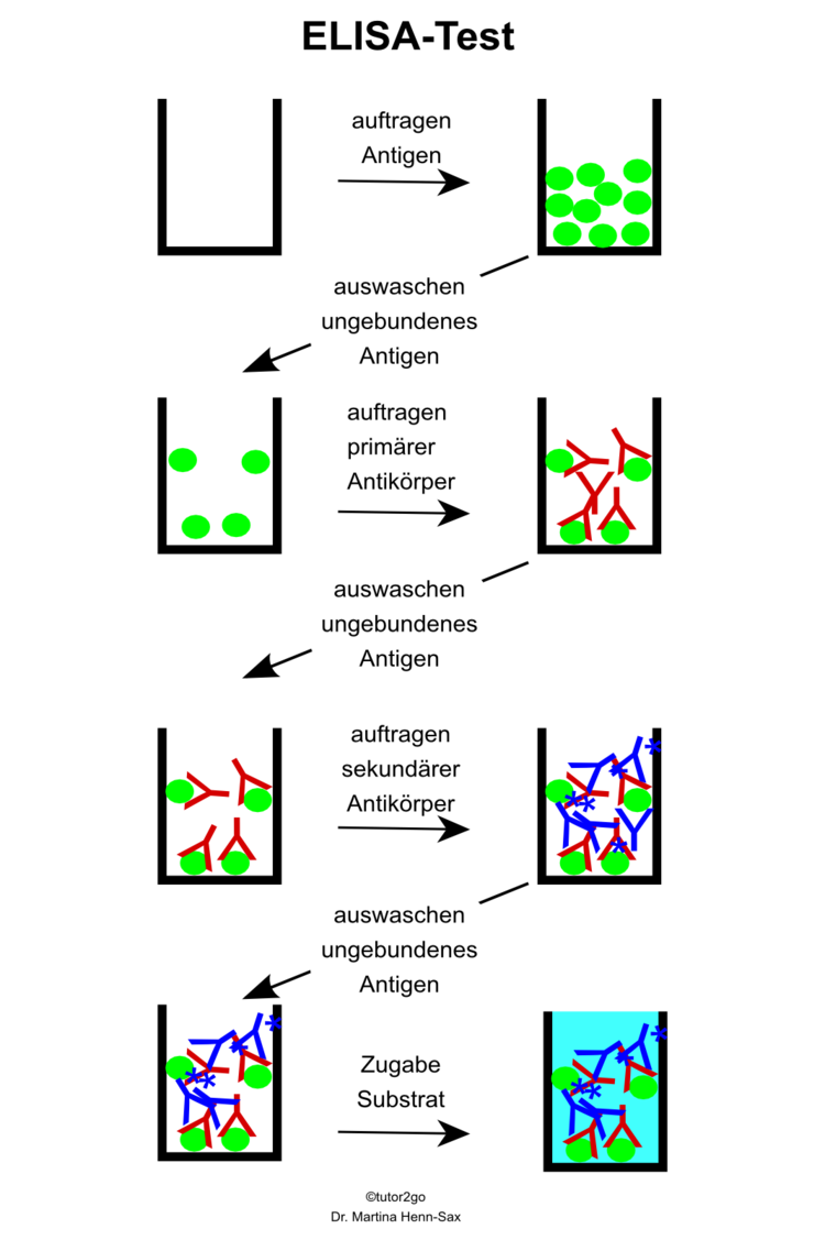 Ãbersicht ELISA-Assay: Antigen wird an die Kunststoffmatrix der Well-Platten gebunden. ÃberschÃ¼ssiges Protein wird durch Waschen entfernt. PrimÃ¤re AntikÃ¶rperlÃ¶sung wird auf die Antigenprobe aufgebracht, nach kurzer Inkubation wird auch hier der Ãberschuss abgewaschen. SekundÃ¤rer AntikÃ¶rper kann an primÃ¤ren AntikÃ¶rper binden, abwaschen des Ãberschusses erfolgt ebenfalls nach kurzer Inkubationszeit. Der an ein Enzym gekoppelte sekundÃ¤re AntikÃ¶rper dient zur Sichtbarmachung positiver Proben. Wird das Substrat zugegeben, so kann das gekoppelte Enzym nun das Substrat umsetzten. Ein Farbsignal kann detektiert werden.