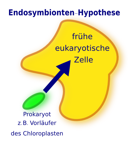 Endosymbionten-Hypothese -> Chloroplasten (und auch Mitochondrien) sind evtl. in einen frühen Eukaryoten eingewandert. Bis zu diesem Zeitpunkt waren sie eigenständige Prokaryoten.