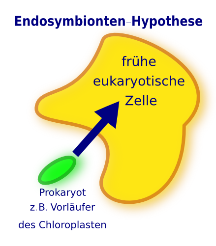 Endosymbionten-Hypothese -> Chloroplasten (und auch Mitochondrien) sind evtl. in einen frÃƒÂ¼hen Eukaryoten eingewandert. Bis zu diesem Zeitpunkt waren sie eigenstÃƒÂ¤ndige Prokaryoten.