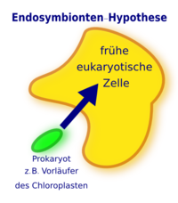 Endosymbionten-Hypothese: Chloroplasten (und auch Mitochondrien) sind evtl. in einen fr�hen Eukaryoten eingewandert. Bis zu diesem Zeitpunkt waren sie eigenst�ndige Prokaryoten.
