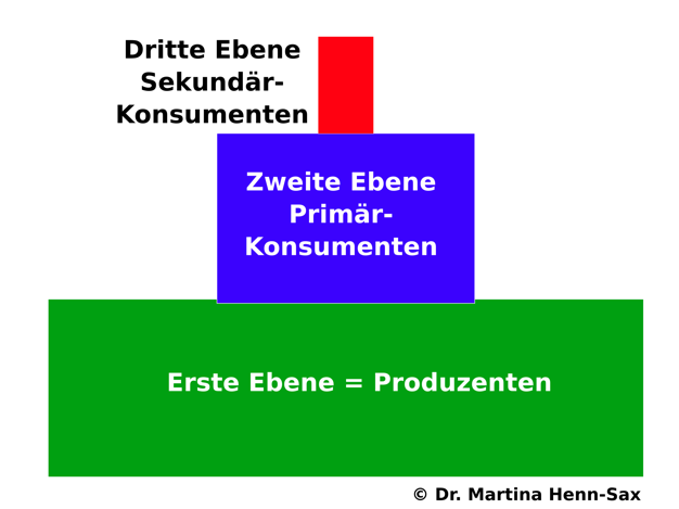 Energiepyramide: Auf den verschiedenen Trophieebenen nimmt der Energiegehalt ab. So erzeugen die Primärproduzenten den höchsten Energiegehalt, Pflanzenfresser und Fleischfresser zeigen nur einen verringerten Energiegehalt. Auf jeder Trophiestufe geht Energie ? in Form von Wärme - verloren. So benötigt die Herstellung von 1 kg Rindfleisch 6 ? 8 kg Getreide.