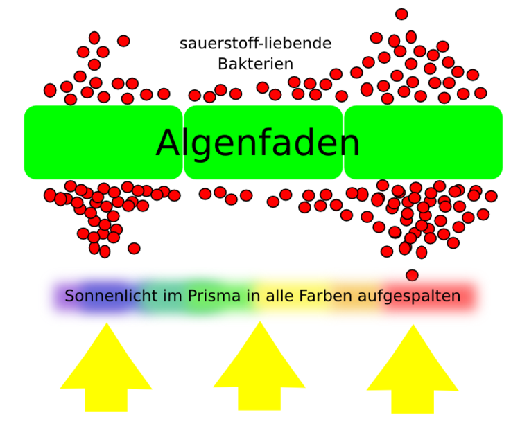 Engelmannscher Bakterienversuch