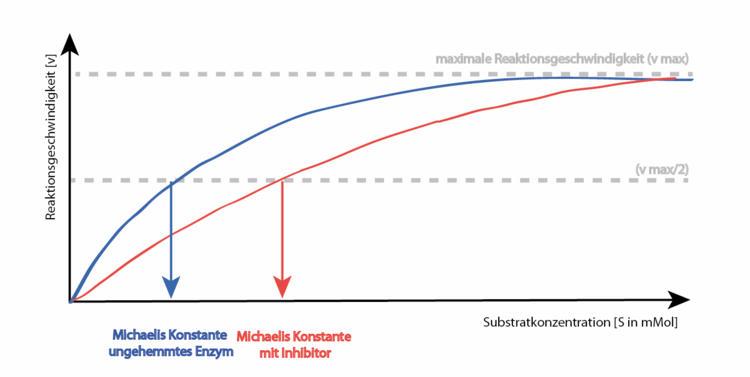 Situation: Inhibitor ist sehr ähnlich der Subtratstruktur. Beide – Substrat und Inhibitor – haben ihre Bindestelle im aktiven Zentrum. Daher können nicht beide möglichen Bindungspartner gleichzeitig an das Enzym binden! Es gibt daher drei Möglichkeiten, wie das Enzym vorliegen kann: Als freies Enzym E, als Enzym-Substrat-Komplex ES oder als Enzym-Inhibitor-Komplex EI. Die Anfangssteigerung der gehemmten Enzymreaktion ist flacher, die Messung betrachtet nur umgesetztes Substrat. Da nun ein Wettbewerb zwischen ES und EI besteht, aber nur ES zu einem messbaren Produkt führt, wird die Enzymreaktion langsamer. Bei steigender Substratkonzentration, verdrängt das Substrat den Inhibitor nach und nach. Die enzym- und substratspezifische Maximalgeschwindigkeit wird erreicht! Situation: Inhibitor ist sehr ähnlich der Subtratstruktur. Beide ? Substrat und Inhibitor ? haben ihre Bindestelle im aktiven Zentrum. Daher können nicht beide möglichen Bindungspartner gleichzeitig an das Enzym binden! Es gibt daher drei Möglichkeiten, wie das Enzym vorliegen kann: Als freies Enzym E, als Enzym-Substrat-Komplex ES oder als Enzym-Inhibitor-Komplex EI. Die Anfangssteigerung der gehemmten Enzymreaktion ist flacher, die Messung betrachtet nur umgesetztes Substrat. Da nun ein Wettbewerb zwischen ES und EI besteht, aber nur ES zu einem messbaren Produkt führt, wird die Enzymreaktion langsamer. Bei steigender Substratkonzentration, verdrängt das Substrat den Inhibitor nach und nach. Die enzym- und substratspezifische Maximalgeschwindigkeit wird erreicht!