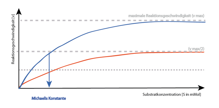 nicht kompetitive Hemmung: Der Inhibitor bindet außerhalb des aktiven Zentrum. Das aktive Zentrum ist frei für das Substrat. Betrachtet man, welche Enzymzustände es gibt, so finden sich das freie Enzym mit Inhibtor (IE) sowie das substratbesetzte Enzym mit Inhibitor (IES). Der Inhibitor bindet unabhängig vom Substrat bzw. der Substratkonzentration an das Enzym! Damit wird – durch Veränderung des aktiven Zentrums durch den Einfluss des Inhibitors – die Geschwindigkeit des Enzyms derart beeinflusst, dass ein „neuer“ Maximalwert erreicht wird, der unter vmax der ungehemmten Enzymreaktion liegt. Die Steigerung der Substratkonzentration führt zum „gehemmten“ Maximalwert, kann aber nie das „ungehemmte“ vmax erreichen! nicht kompetitive Hemmung: Der Inhibitor bindet außerhalb des aktiven Zentrum. Das aktive Zentrum ist frei für das Substrat. Betrachtet man, welche Enzymzustände es gibt, so finden sich das freie Enzym mit Inhibtor (IE) sowie das substratbesetzte Enzym mit Inhibitor (IES). Der Inhibitor bindet unabhängig vom Substrat bzw. der Substratkonzentration an das Enzym! Damit wird ? durch Veränderung des aktiven Zentrums durch den Einfluss des Inhibitors ? die Geschwindigkeit des Enzyms derart beeinflusst, dass ein ?neuer? Maximalwert erreicht wird, der unter vmax der ungehemmten Enzymreaktion liegt. Die Steigerung der Substratkonzentration führt zum ?gehemmten? Maximalwert, kann aber nie das ?ungehemmte? vmax erreichen!