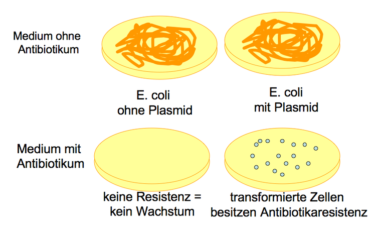 Nachweis einer gelungenen Transformation: auf dem Vektor kodierte Antibiotikaresistenzen werden durch Antibiotikazugabe im Medium sichtbar gemacht. Nur erfolgreich transformierte Bakterienzellen knnen wachsen.