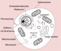 Eukaryotische Zelle (tierisch).