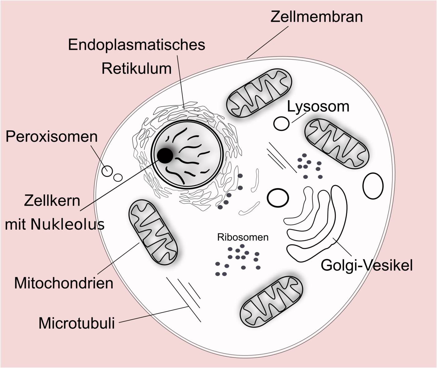 Organellen Eukaryotischer Zellen Zytologie