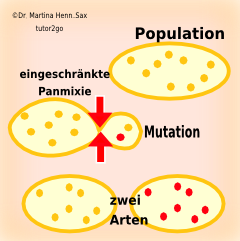 Evolutionsfaktor Gendrift Abitur Vorbereitung