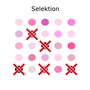 Selektion