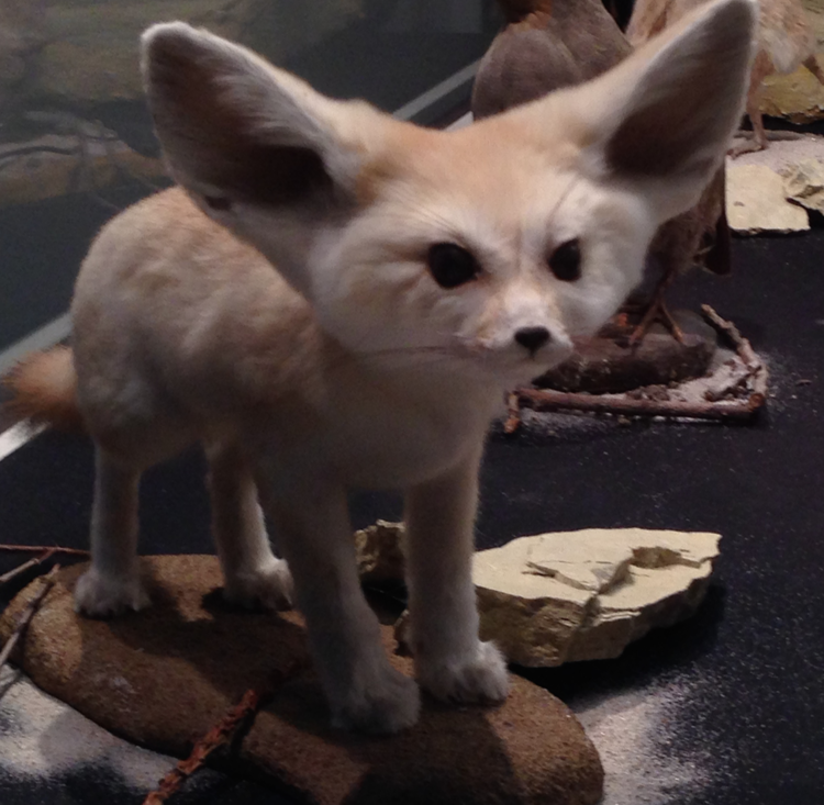 Fennek Wüstenfuchs