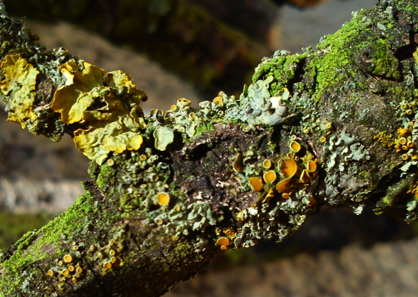 Flechte: Diese Symbiose aus Pilz und Alge findet sich in der Regel auf Steinen oder Baumrinden. Diese Lebensgemeinschaft betreibt Fotosynthese.
