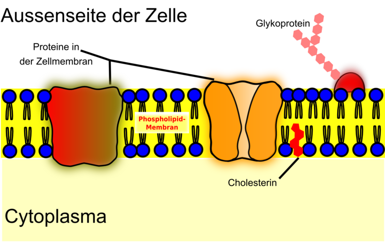 Flüssig-Mosaik-Modell