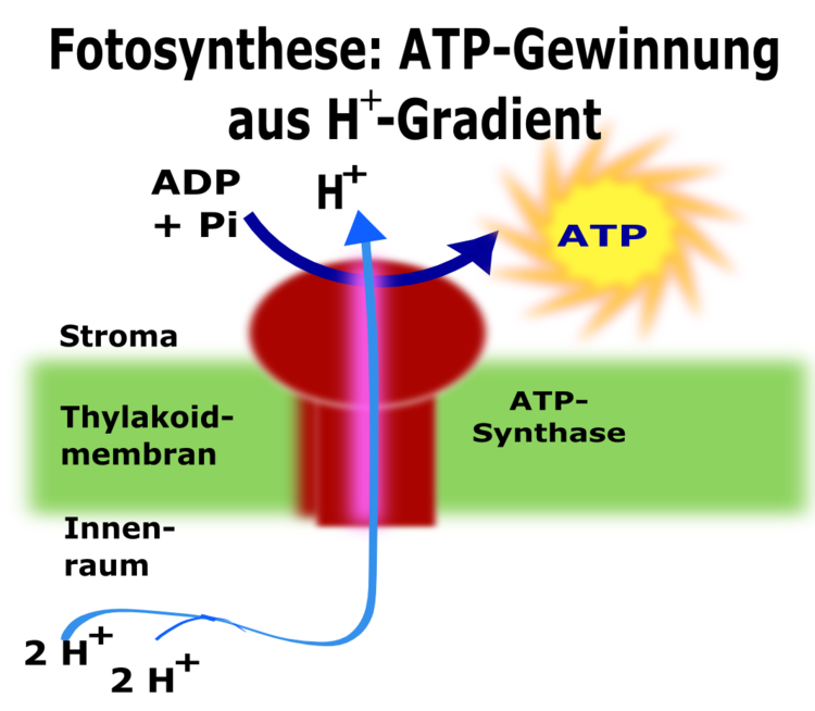 ATP-Synthase: Das Enzyme ATP-Synthase ist eine effiziente molekulare Maschine, die aus ADP und anorganischem Phosphat die universelle Energiewährung ATP erzeugt. Der Katalyseprozess wird durch den Rückfluss der Protonen in das Stroma möglich gemacht.