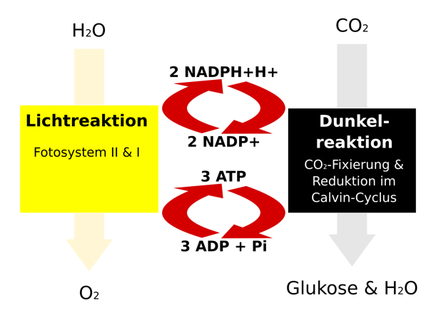 Schema: Licht- und Dunkelreaktion der Fotosynthese