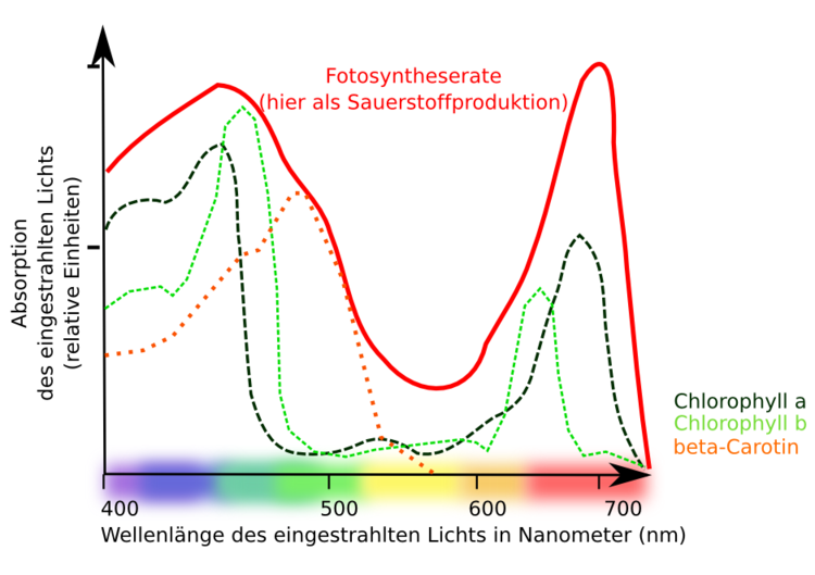 Fotosyntheserate hÃƒÂ¤ngt von der WellenlÃƒÂ¤nge des eingestrahlten Lichts ab!