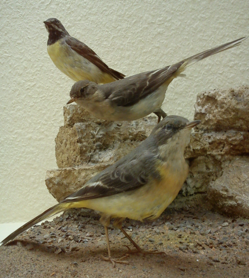 Gebirgsbachstelze: seit den Umbaumaßnahmen in der Leineaue beheimatet. (Aufnahme stammt aus dem zoologischen Museum der Universität Göttingen.)